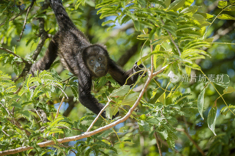 树上的幼年吼猴(Alouatta paliatta)